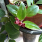 Lipstick Plant