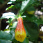 Taique (Desfontainia spinosa)