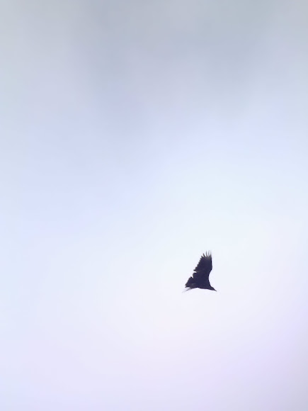 Spotting Image 1