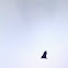 Black Vulture