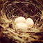 Barn Swallow eggs