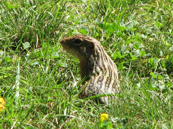 Spotting Image 1