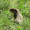 13-Lined Ground Squirrel