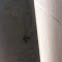 Moth fly