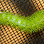 Automeris io caterpillar