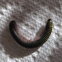 Yellow Banded Millipede