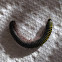 Yellow Banded Millipede
