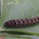 Caterpillar