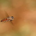 Hoverfly