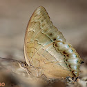 Charaxes nitebis