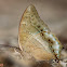 Charaxes nitebis