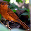 Rufous Mourner