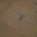 crab