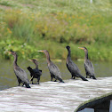 Neotropic Cormorant