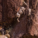 Borrego Bighorn sheep