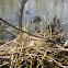 Common coot