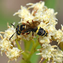 Wasp?