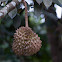 Durian