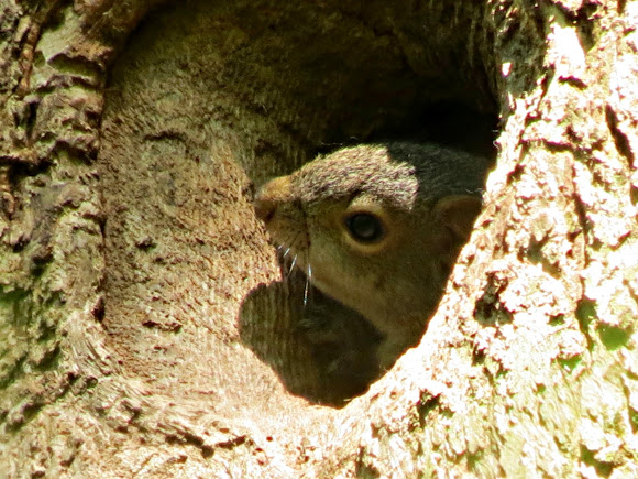 Spotting Image 1