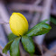 Eranthis