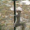 Eastern gray squirrel