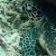 Green sea turtle