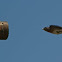 Eastern Bluebird