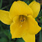 Daylily
