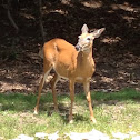 Whitetail deer