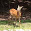 Whitetail deer