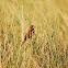 Reed Bunting