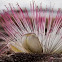 Fish Poison Tree (Fruit/Flower)