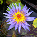 Waterlilly