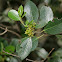 Mediterranean Buckthorn