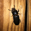 Bess Beetle