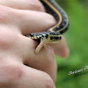 Plains garter snake