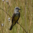 Western Kingbird