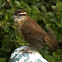 Carolina Wren