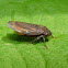 Leafhopper