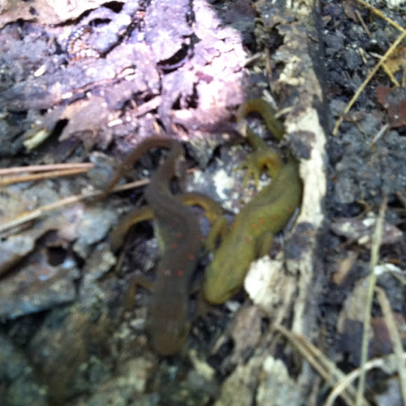 Spotting Image 1