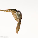 Tree Swallow