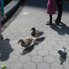 Duck