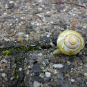 Snail