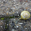 Snail