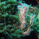 Filogranella elatensis