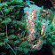 Filogranella elatensis