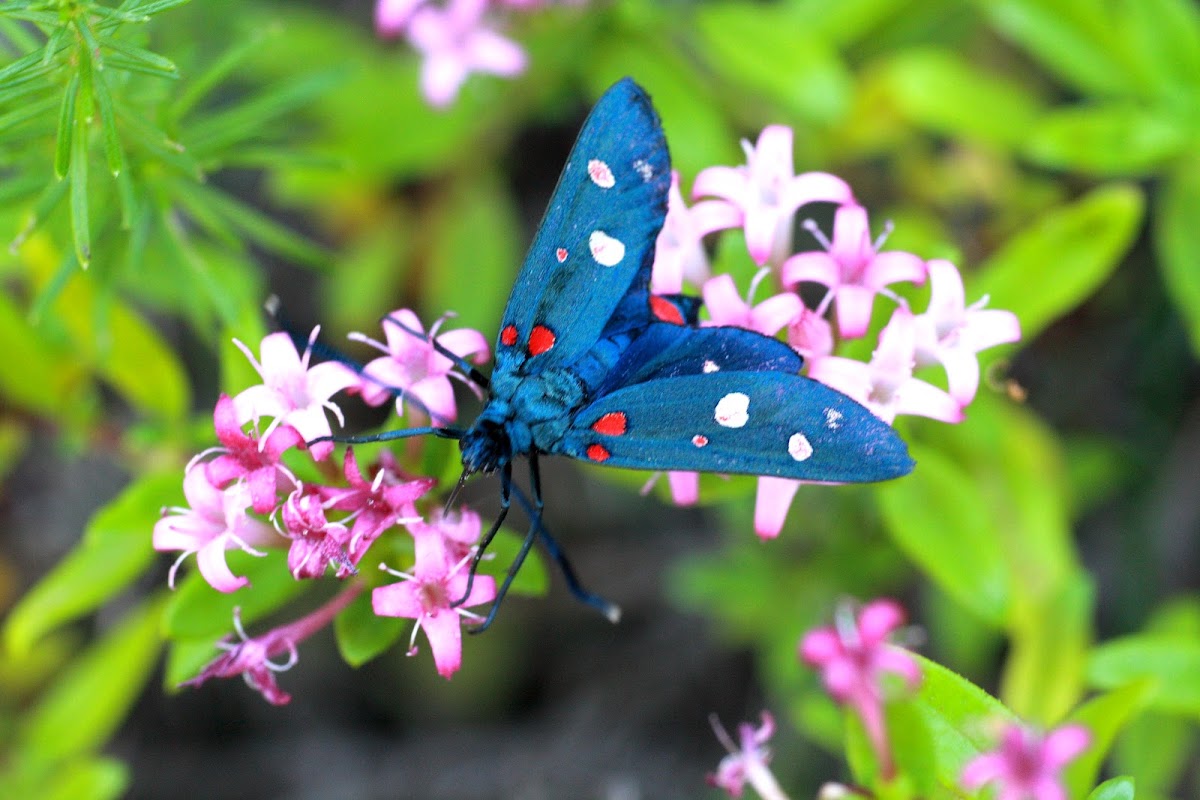 Zygaena ephialtes