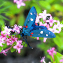 Zygaena ephialtes