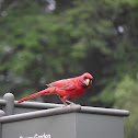 Northern Cardinal