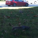 Gray squirrel